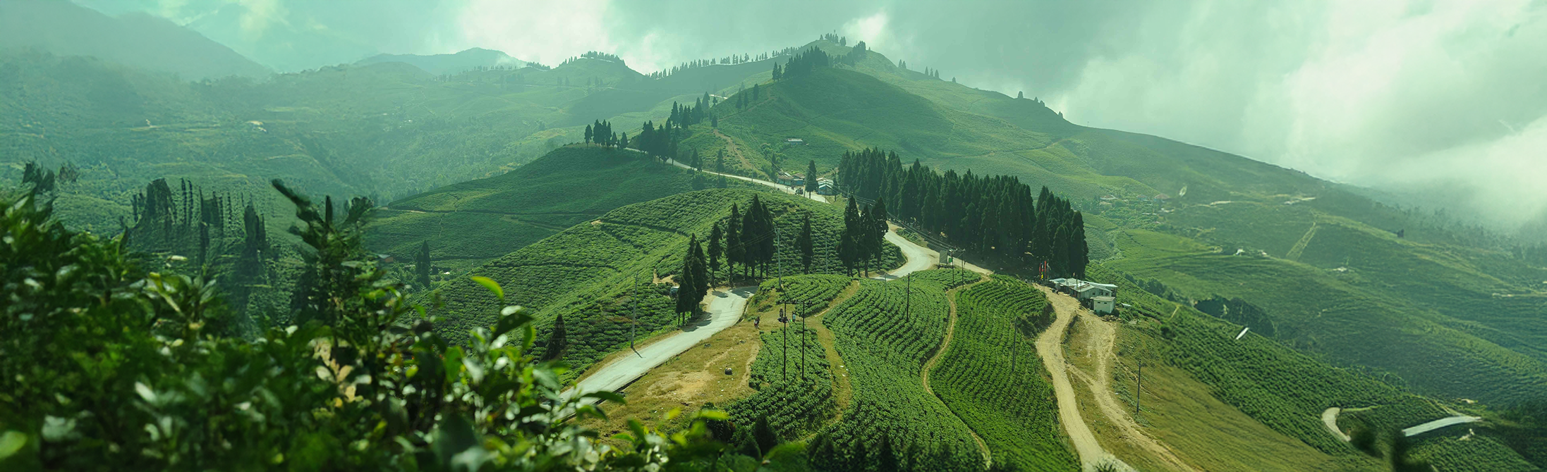 Ilam: The Tea Capital of Nepal